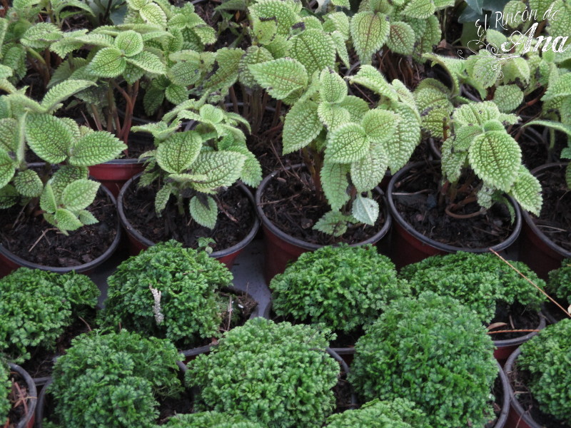 feria de la candelaria 2017