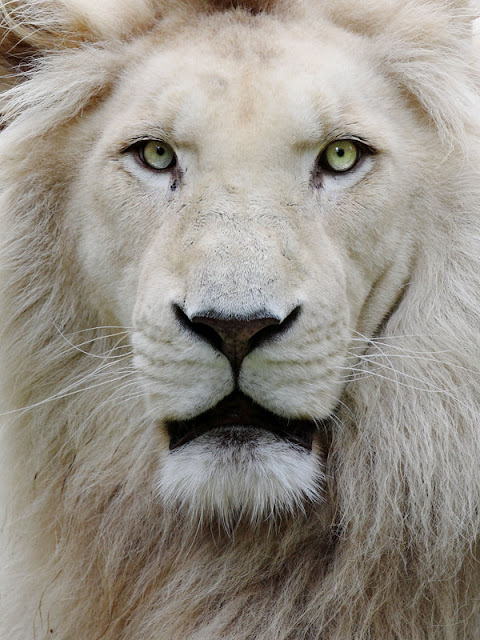 White Wolf : 10 Fascinating Facts About White Lions