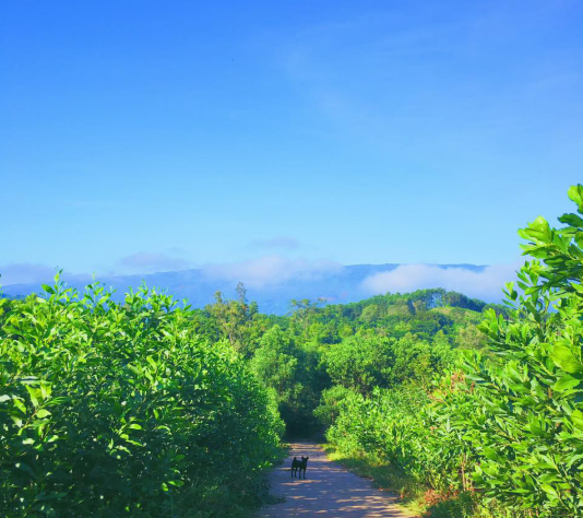 làng Vân Phong, Đà Nẵng làng Vân Phong, Đà Nẵng