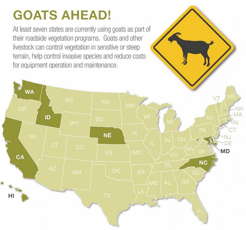 The Rural Blog Some states use goats to mow along highways, saving
