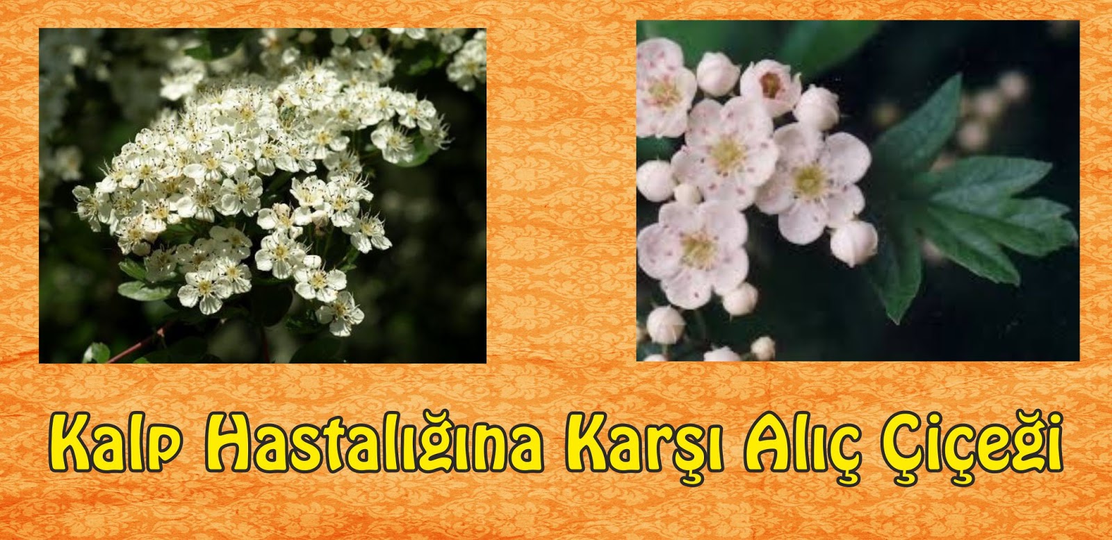 Alıç meyvesi nasıl kullanılmalıdır Alıç meyvesi nasıl kullanılmalıdır
