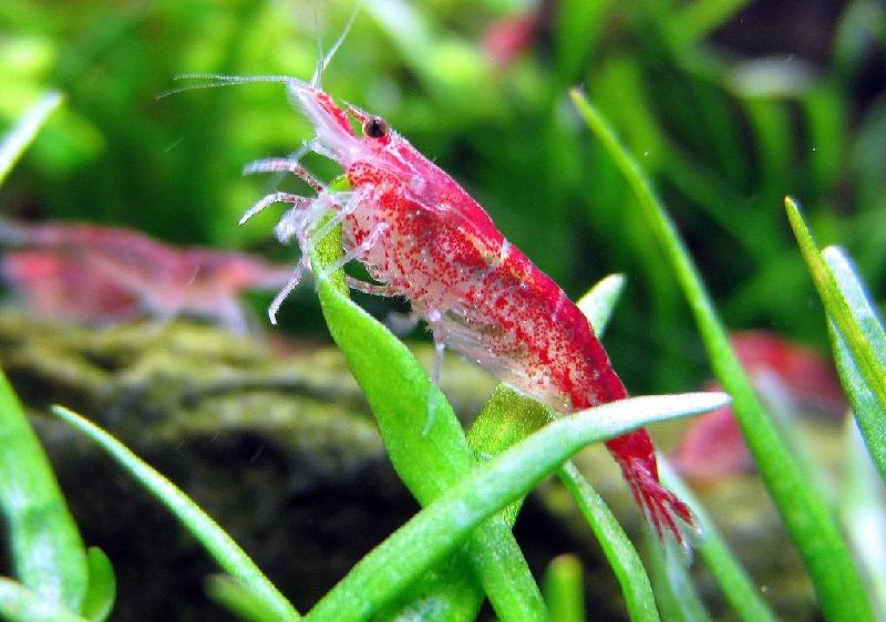 Gambar Udang Red Cherry Shrimp - Teman Ikan Guppy