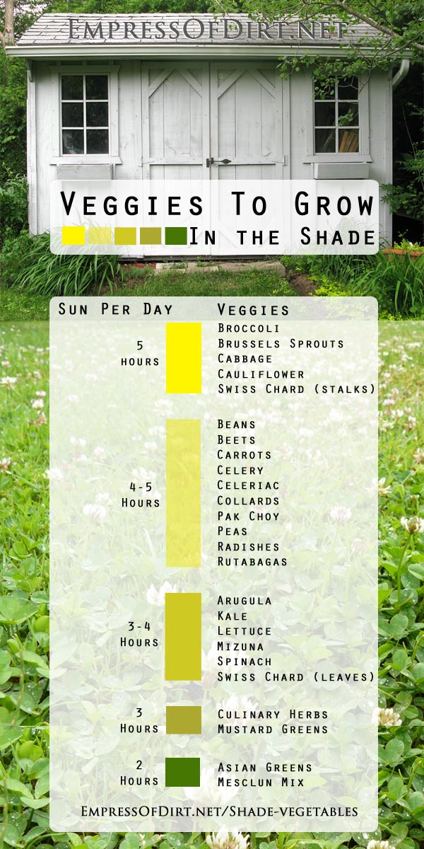 Best Vegetables to Grow in Shade (36 hrs of Sun) Minneapolis Homestead