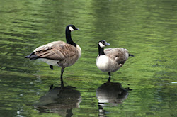 water birds flying bird wallpapers trees different wildlife sanctuary feathers sitting india aman kuro posted am tree entertainment temperature visit