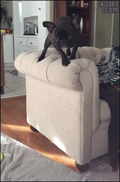 Funny animal gifs - part 314, best funny gif, animal gifs