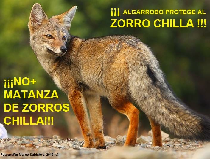 Algarrobo Al Día Caza Ilegal de Zorro Chilla en Tunquén Algarrobo Al Día Caza Ilegal de Zorro Chilla en Tunquén