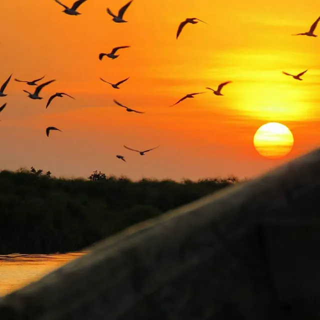 Birds at sunset over Lake Victoria in Entebbe, Uganda