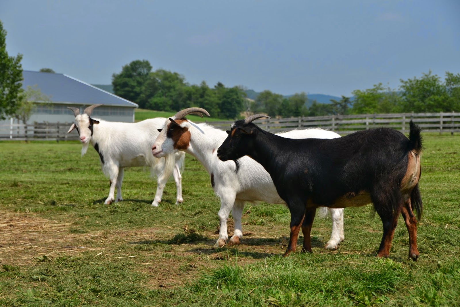 Scenes From A Summer Day In The Goat Yard