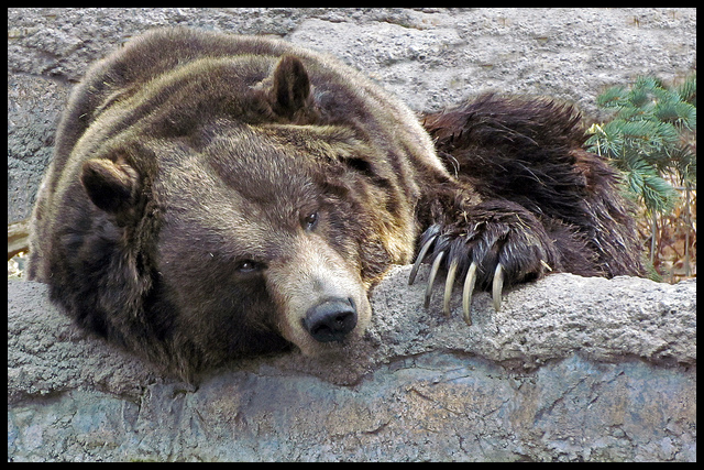 Enriched Affections: Gentle As a Grizzly Bear