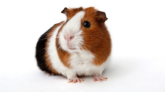 Dusewa Jangan Salah Marmut Dan Hamster Tidak Sama Lho Berikut Perbedaannya Dusewa Jangan Salah Marmut Dan Hamster Tidak Sama Lho Berikut Perbedaannya