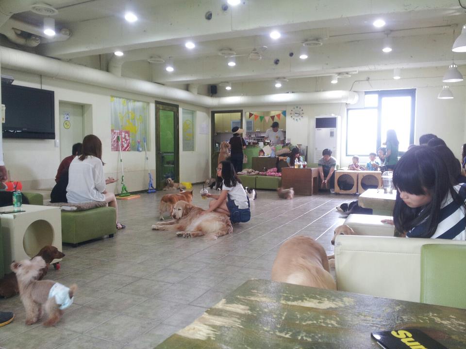 Where will my feet take me next? Dog Cafe Hongdae