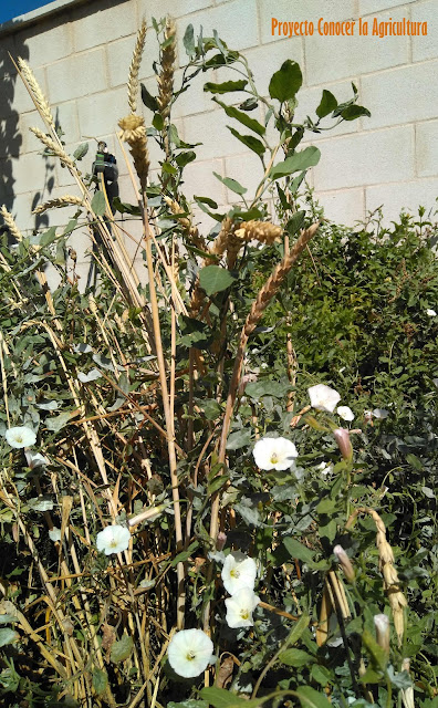 Correhuela sobre planta de trigo