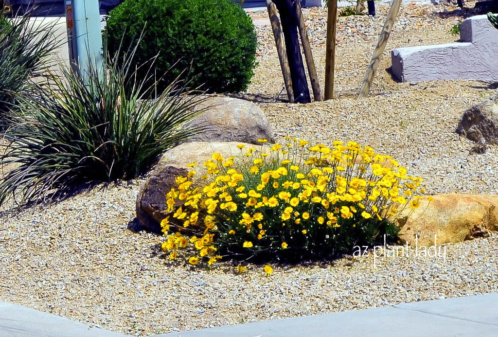 Drought Tolerant Angelita Daisy Adds Year Round Blooms