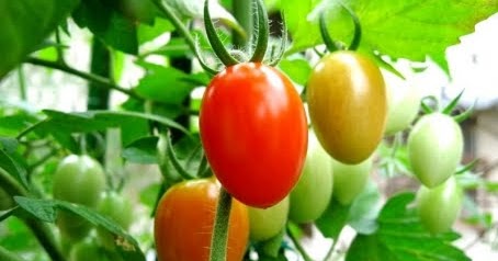 Budidaya Tanaman Sayuran | AM Education