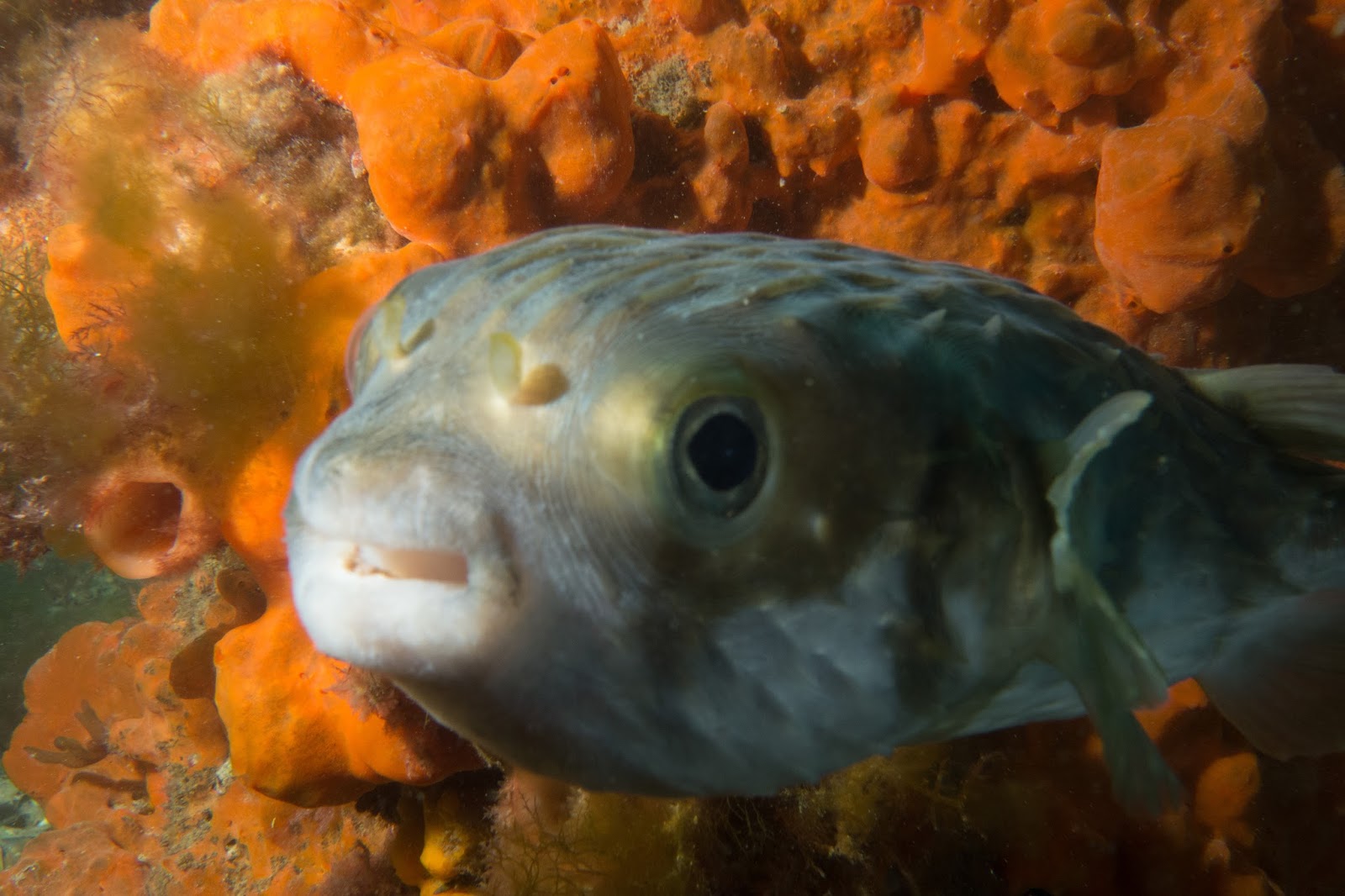 Diving Rye Pier