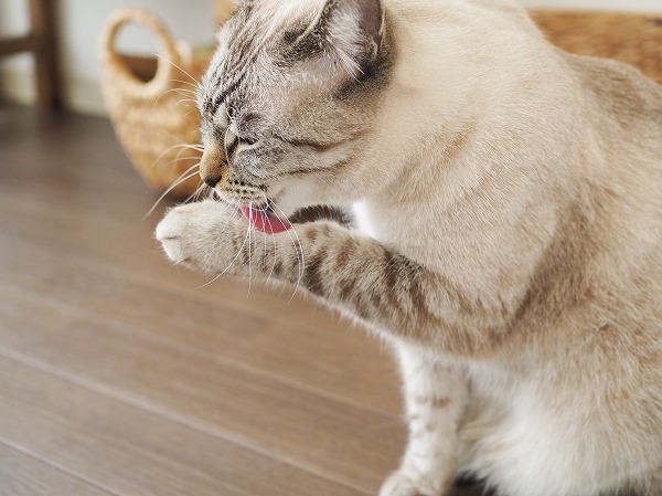 前足をグルーミングしているシャムトラ猫