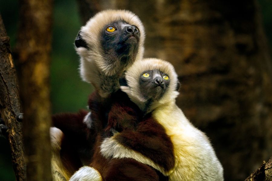 17. Lemur Mom and Baby by Gustavo Castillo