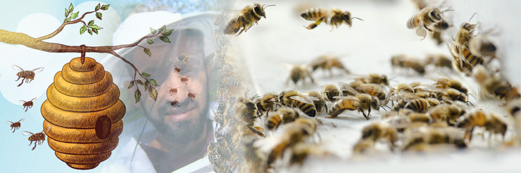 Fakta Lain Tentang Lebah