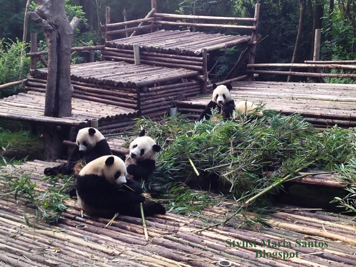 Os Panda na China