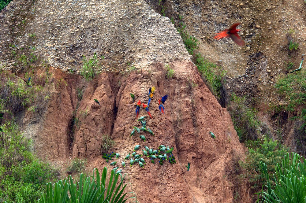 Clay Licks of Amazon Rainforest