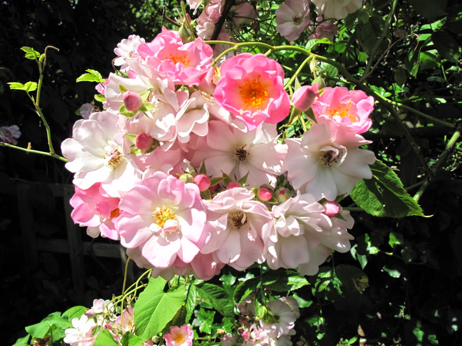 Joanne's Cottage Garden ROSES IN MY VEGETABLE GARDEN