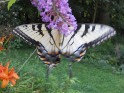 butterflies birds babies mountain hummingbirds butterfly come moments fly yard many