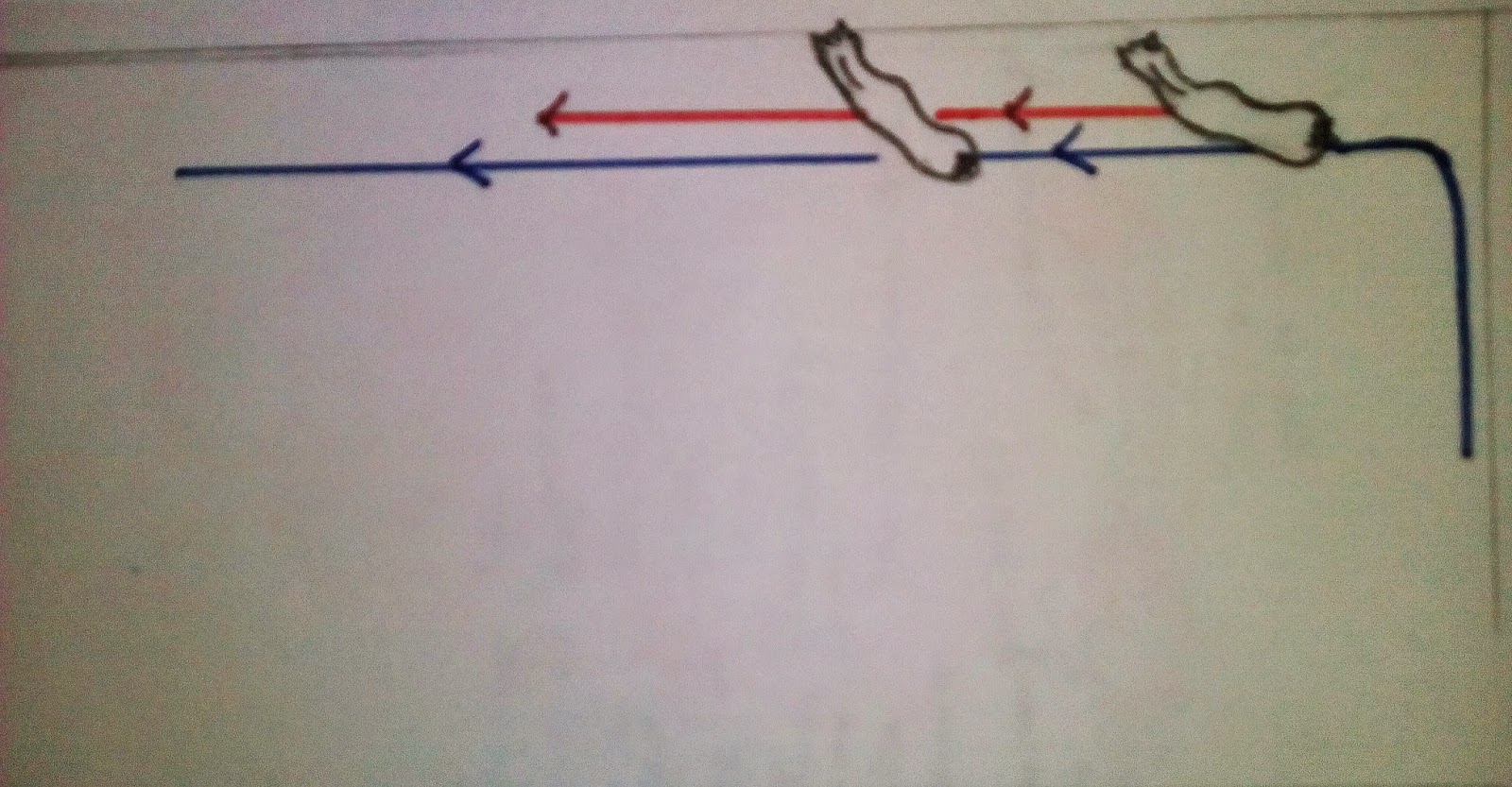 My Bay Horse La espalda adentro.