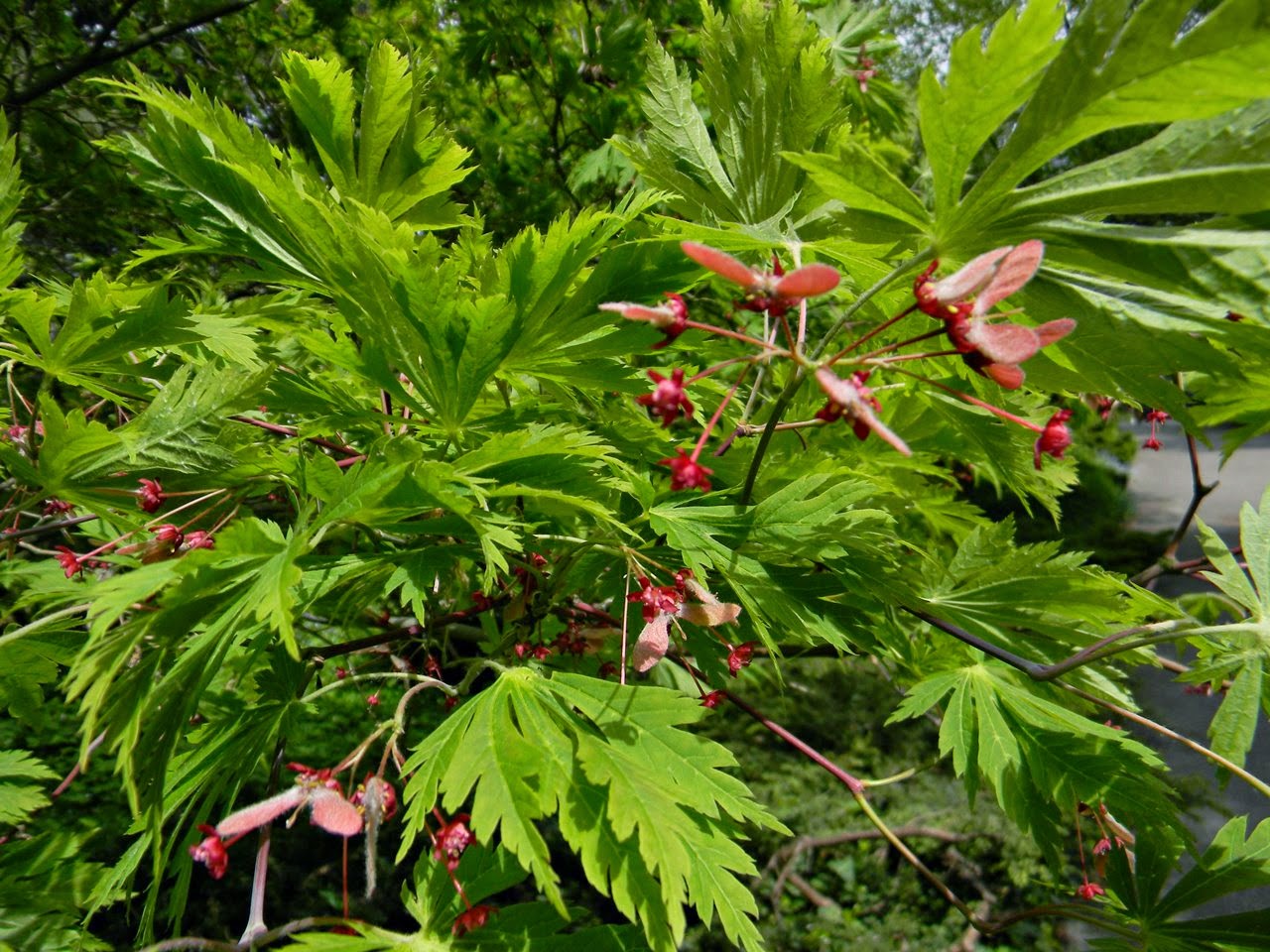 Acer japonicum, kórnickie arboretum