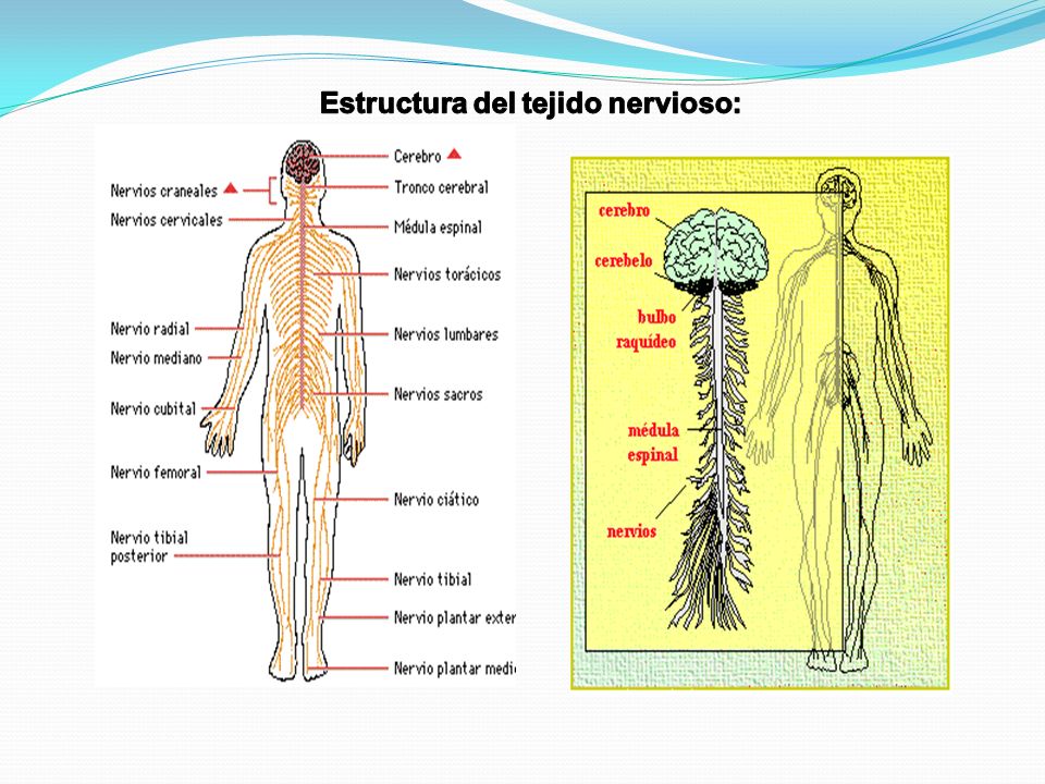 Tejido Epitelial y Nervioso Tejido Epitelial y Nervioso