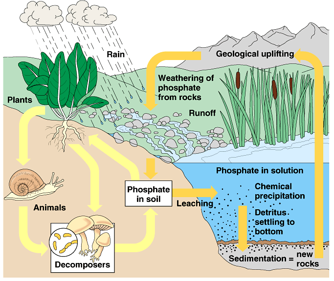 Phosphorus and plants
