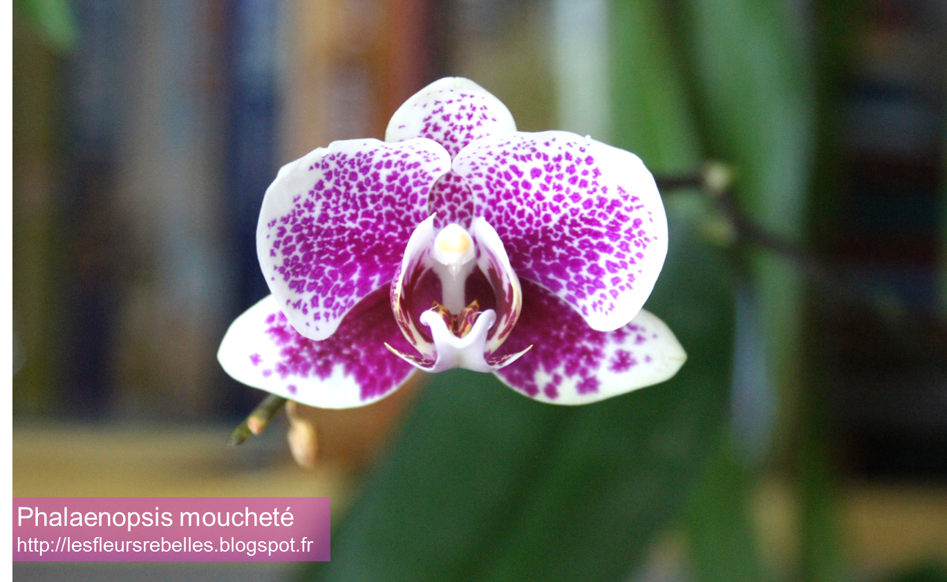 Mes Orchidées Phalaenopsis : les floraisons du jour et en cours.