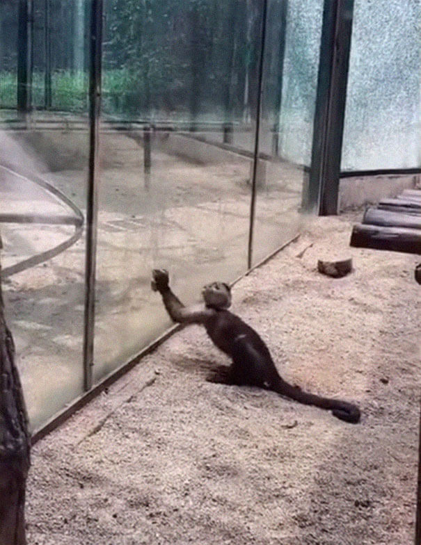 Monkey In Zoo Sharpened A Rock And Used It To Shatter Its Glass Enclosure