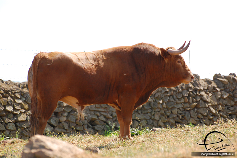 Gris Cardeno: Pelajes y Pintas del toro bravo .Capitulo 2º