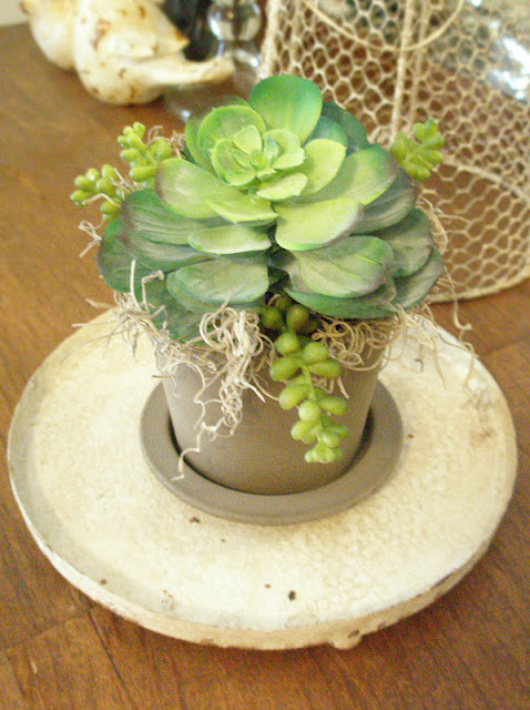 succulent arrangement DIY
