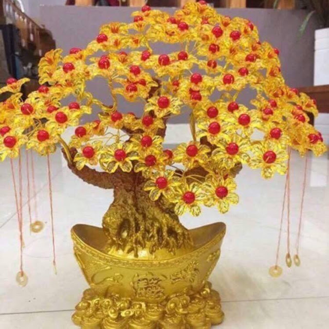 Cây kim tiền vàng Cay kim tien vang