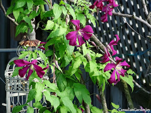 Clematis "Madame Julia Correvon"