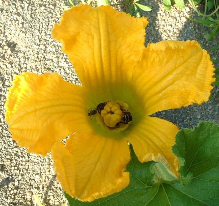 MidAtlantic Plant Research Center Squash crossing