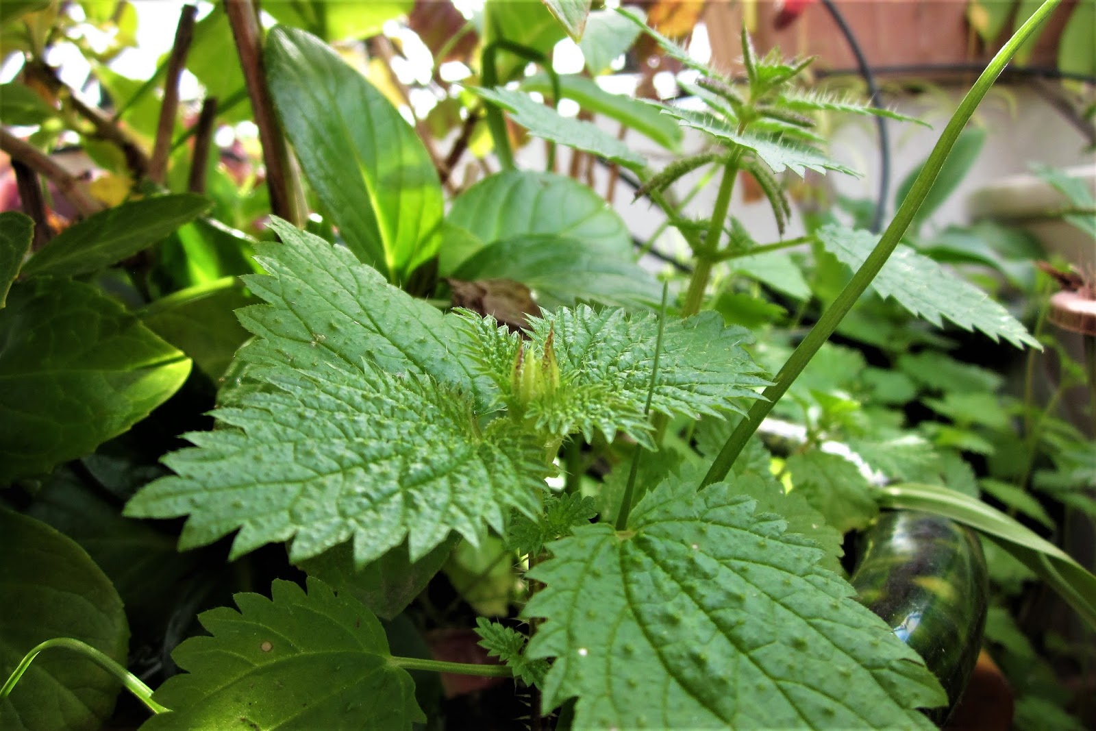 La acequia: La persistencia de la ortiga