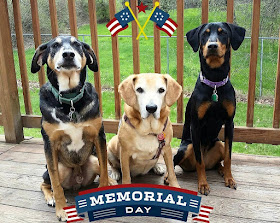 The Lapdogs wish everyone a safe and Happy Memorial Day. Thank you to all those who have served, both human and K9. #MemorialDay ©LapdogCreations