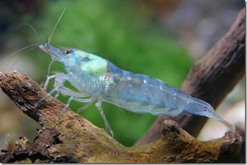 Cách nuôi Blue Pearl Shrimp - Tép cảnh màu xanh