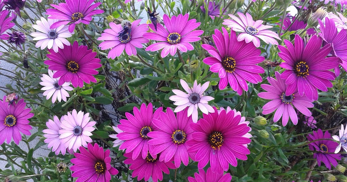 À toi de découvrir ! Expressions avec le mot fleur