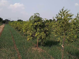 chandan tree information in hindi | चन्दन chandan tree information in hindi | चन्दन