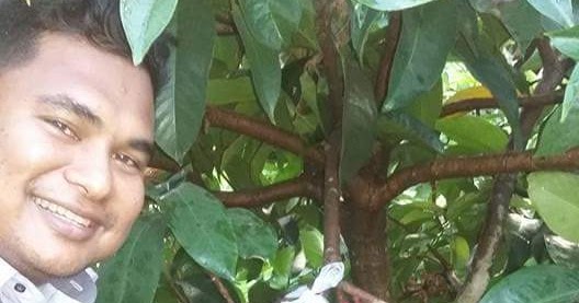 BIBIT TANAMAN LAINNYA DOCTOR JAMBU MADU BIBIT TANAMAN LAINNYA DOCTOR JAMBU MADU