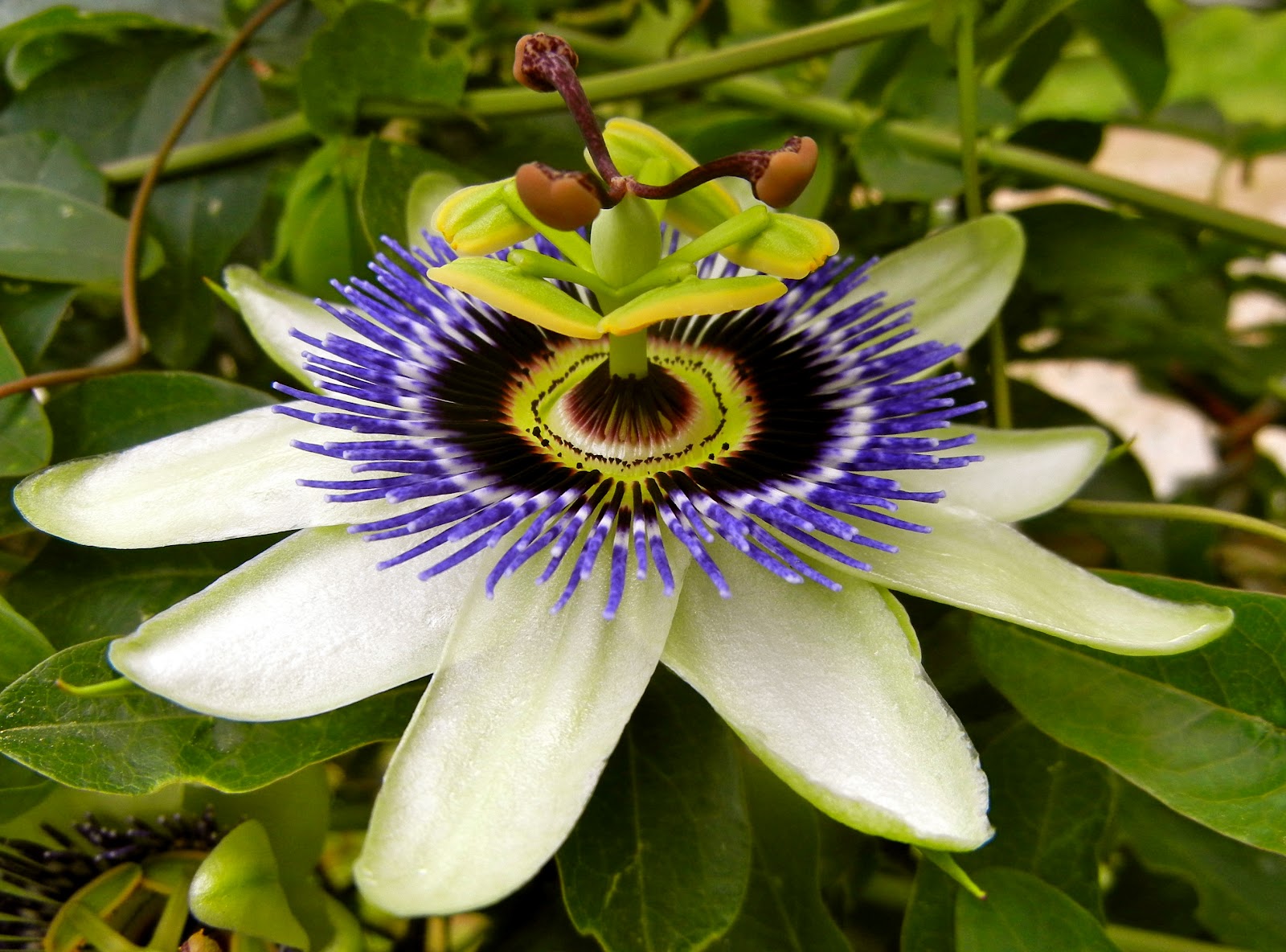 My View from the Garden Transplanting the Foxglove