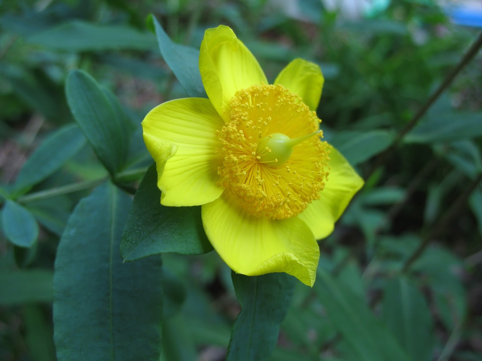 Using Native Plants Native Shrubs for Small Gardens