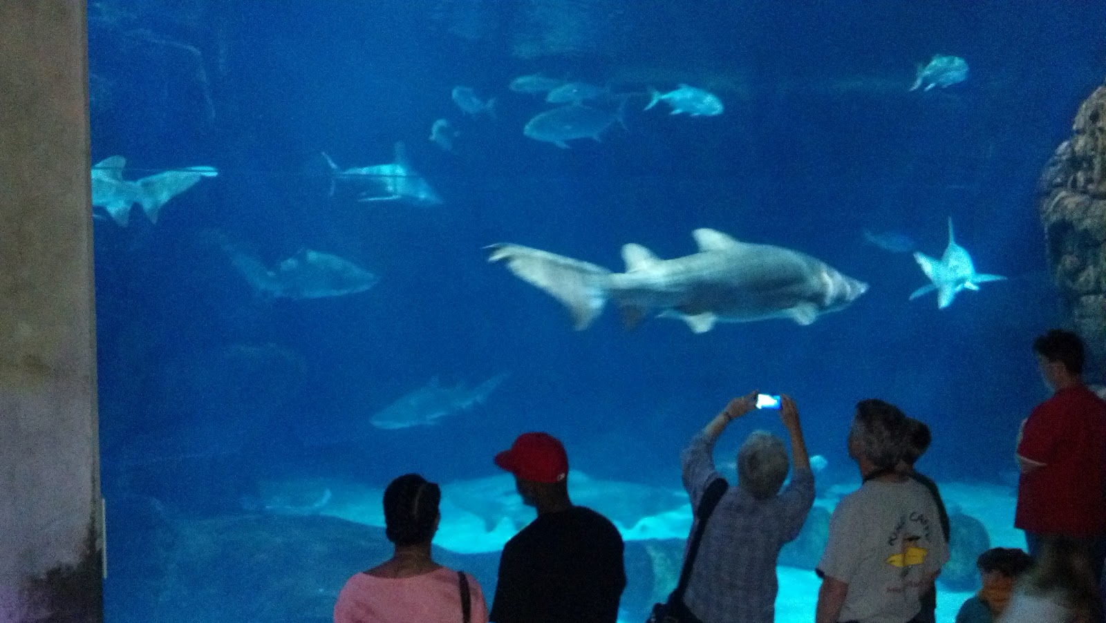 James & TJ's Mission Virginia Aquarium