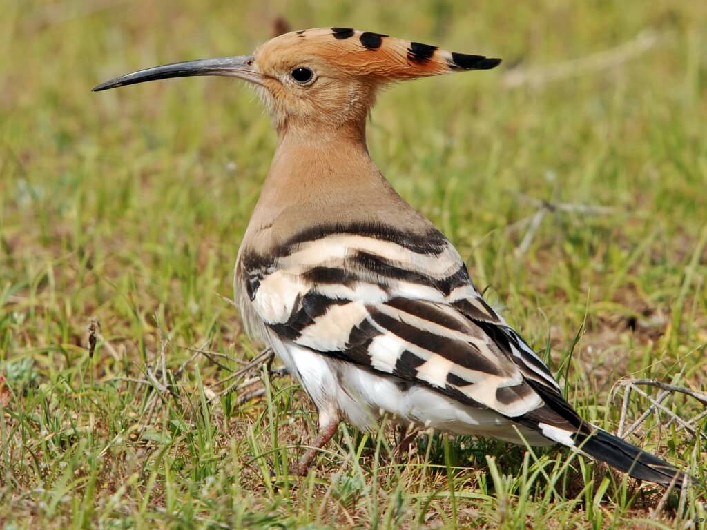 10+ Gambar Burung Hud Hud