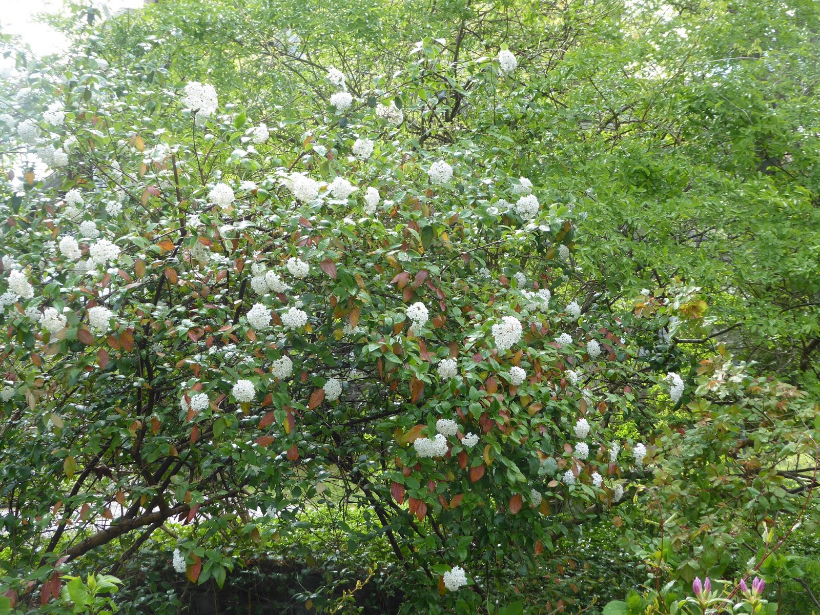 Flora Wonder Blog Viburnum When You Can Mulch Them