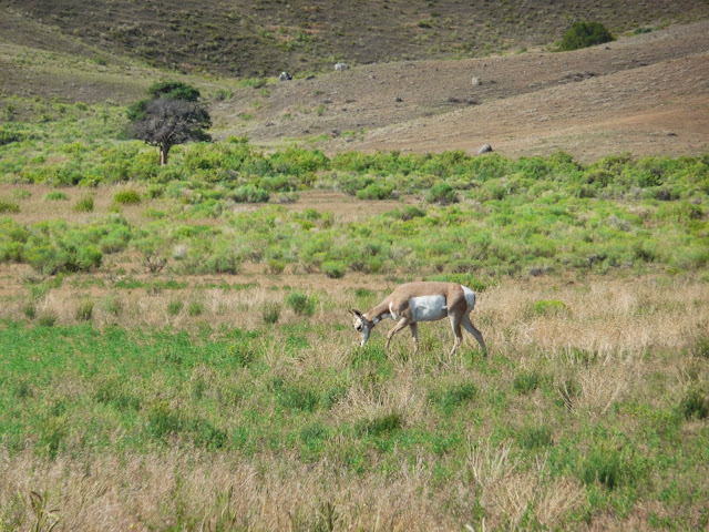 pronghorns