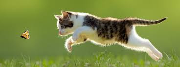 cat cat